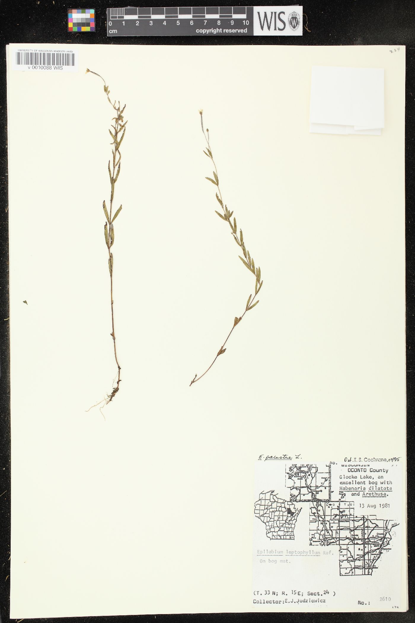 Epilobium palustre image