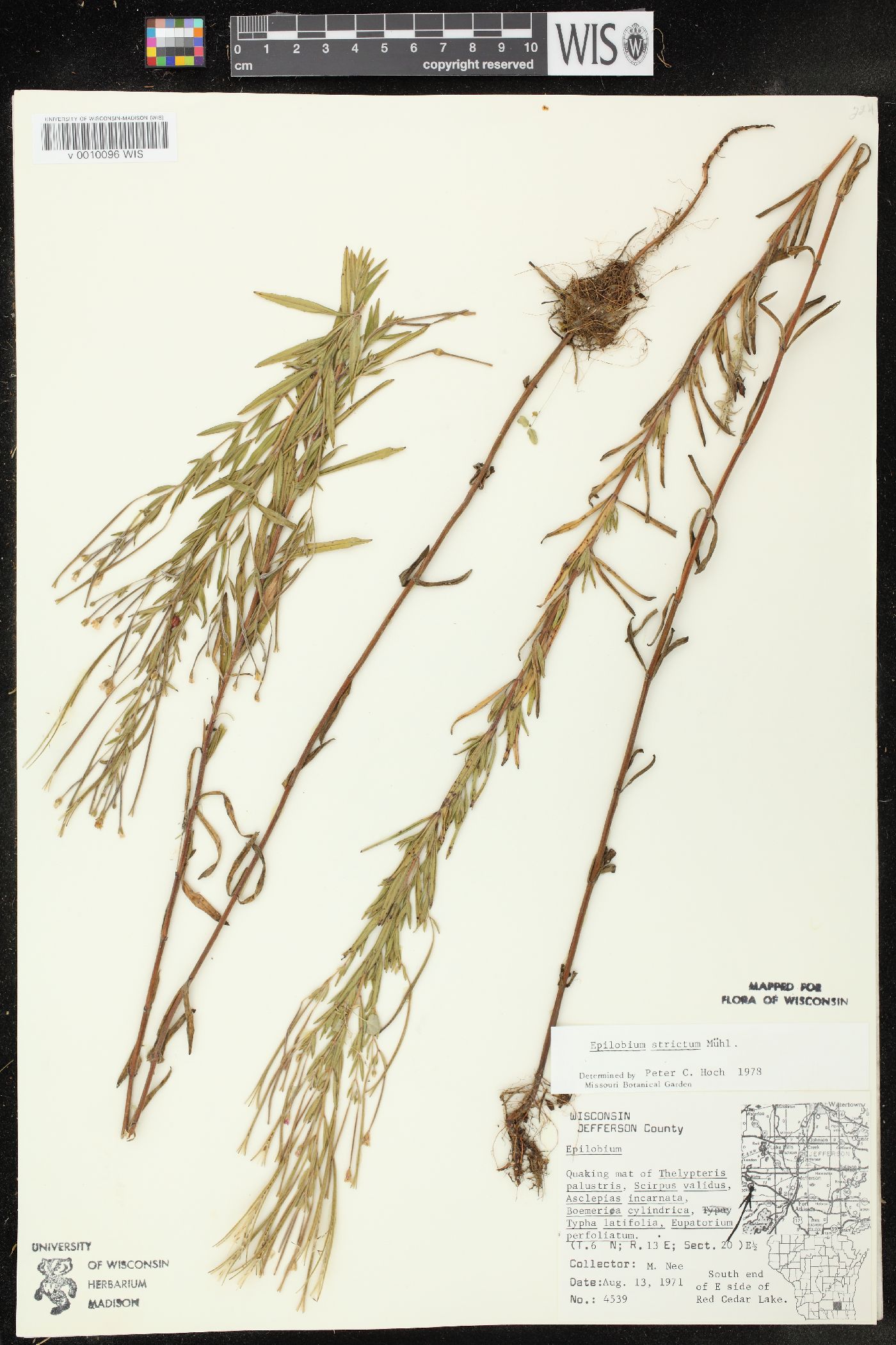 Epilobium strictum image