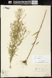 Epilobium strictum image