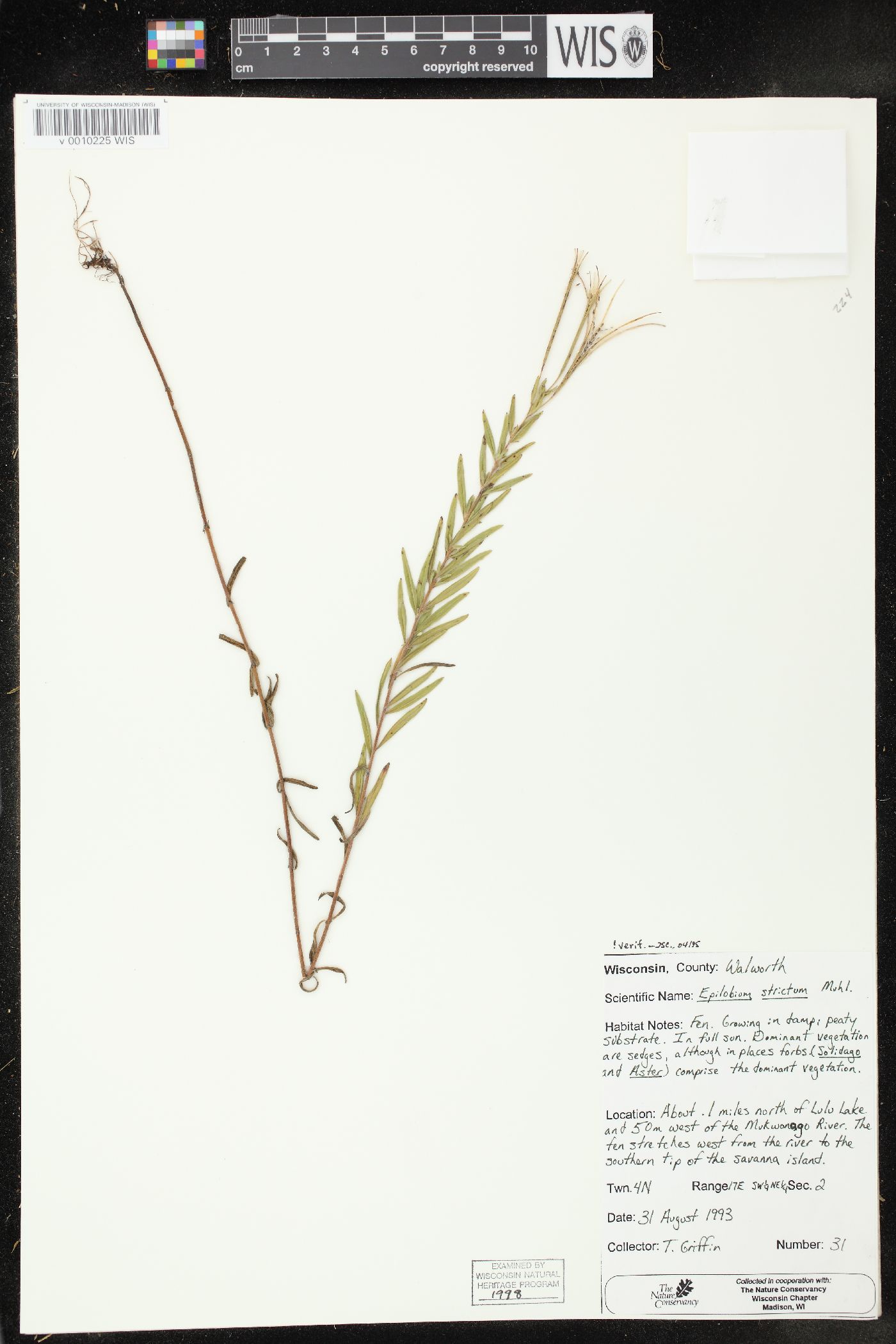 Epilobium strictum image