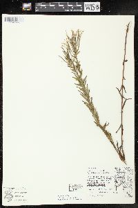 Epilobium strictum image