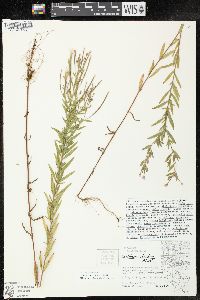 Epilobium strictum image