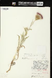 Cirsium flodmanii image