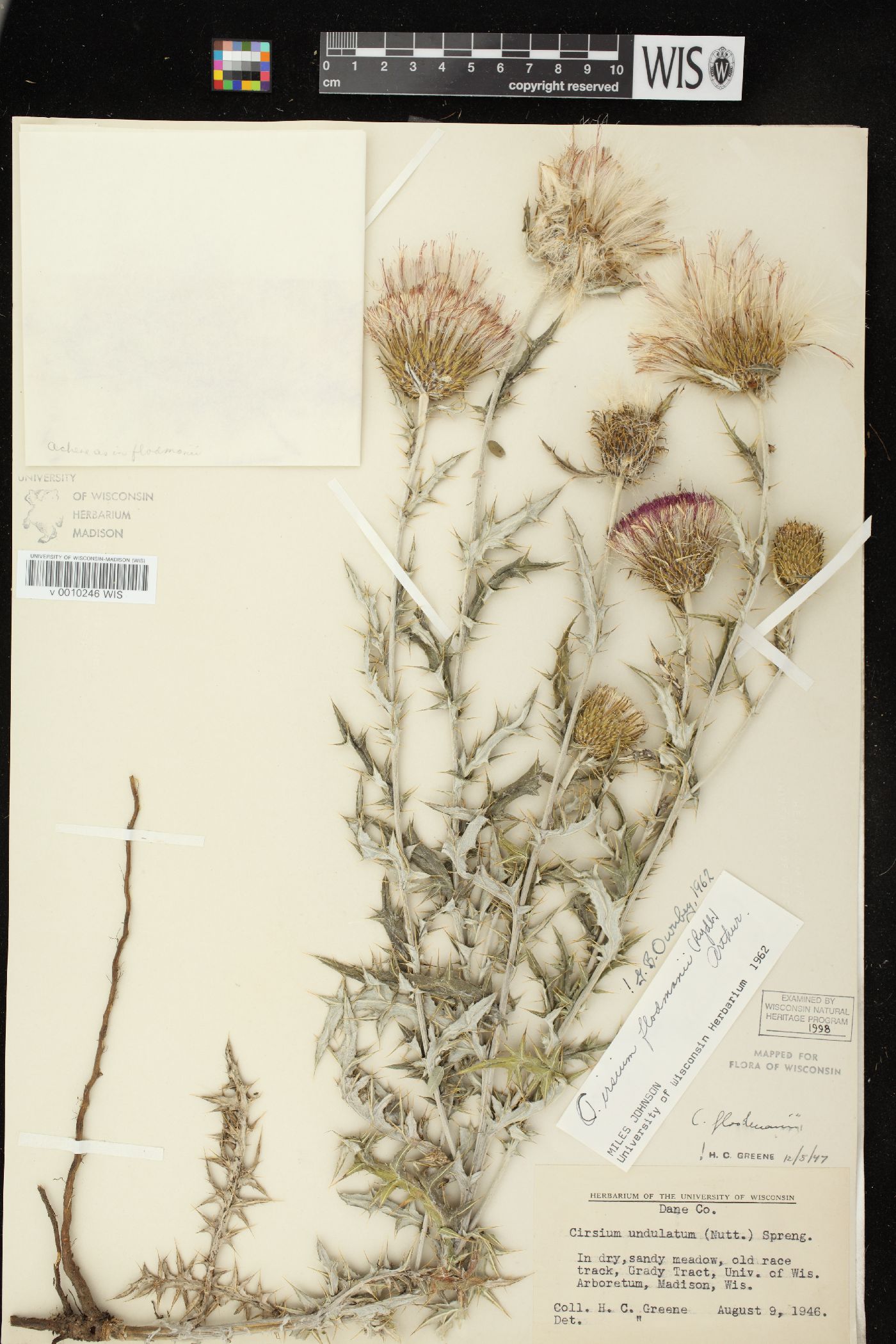 Cirsium flodmanii image