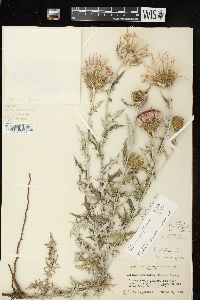 Cirsium flodmanii image