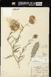 Cirsium flodmanii image