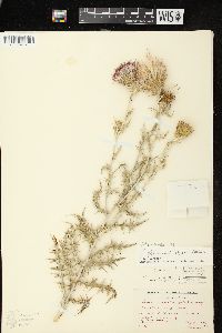 Cirsium flodmanii image