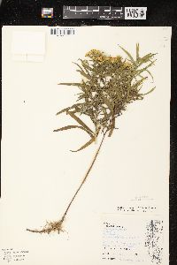 Euthamia graminifolia var. graminifolia image