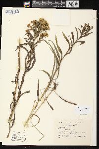 Solidago riddellii image