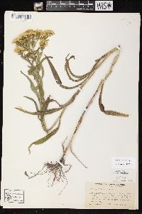 Solidago riddellii image