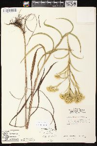 Solidago riddellii image