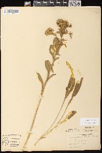 Solidago riddellii image