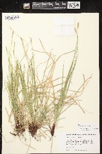 Carex woodii image