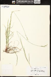 Carex communis var. communis image