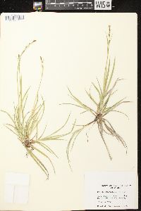 Carex communis var. communis image