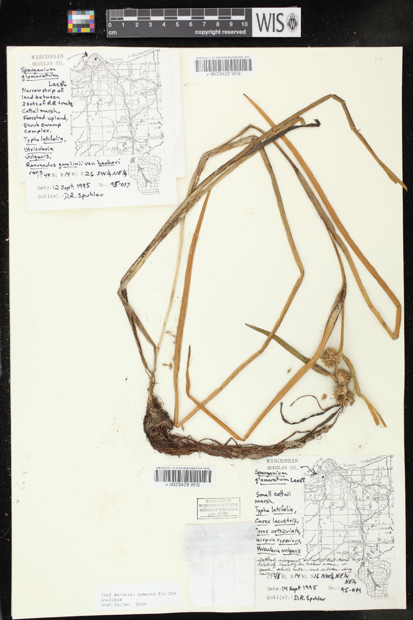 Sparganium glomeratum image