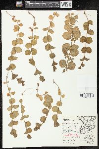 Lysimachia nummularia image