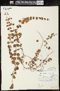 Lysimachia nummularia image