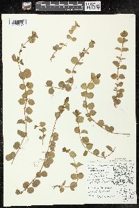 Lysimachia nummularia image