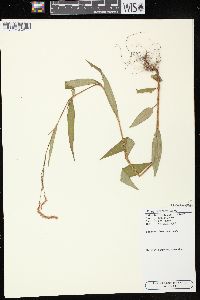 Persicaria careyi image