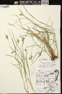 Carex pallescens image