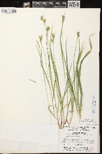 Carex pallescens image