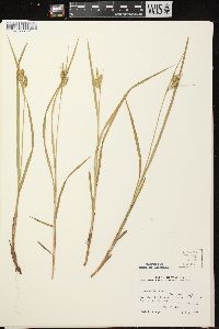 Carex pallescens image