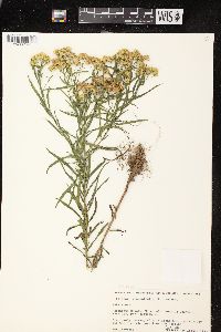 Euthamia graminifolia var. graminifolia image