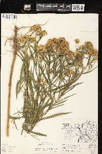 Euthamia graminifolia var. graminifolia image