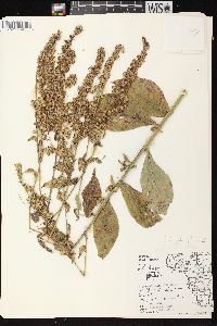 Solidago patula image