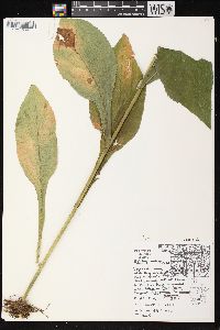 Solidago patula image