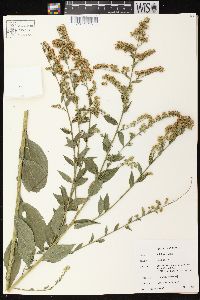 Solidago patula image