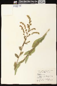 Solidago patula var. patula image