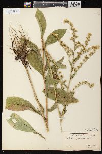 Solidago patula var. patula image