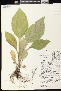 Solidago patula image