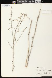 Solidago patula image