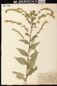 Solidago patula var. patula image