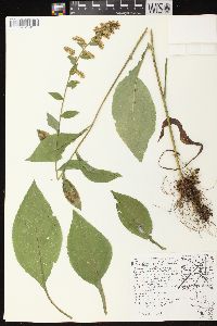 Solidago patula image