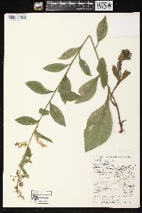 Solidago patula image