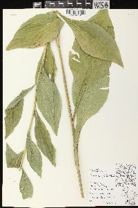 Solidago patula image