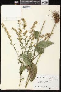 Solidago patula image