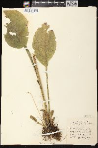 Solidago patula image