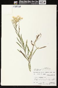 Solidago ptarmicoides image