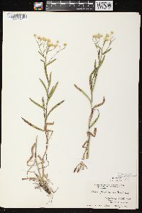 Solidago ptarmicoides image