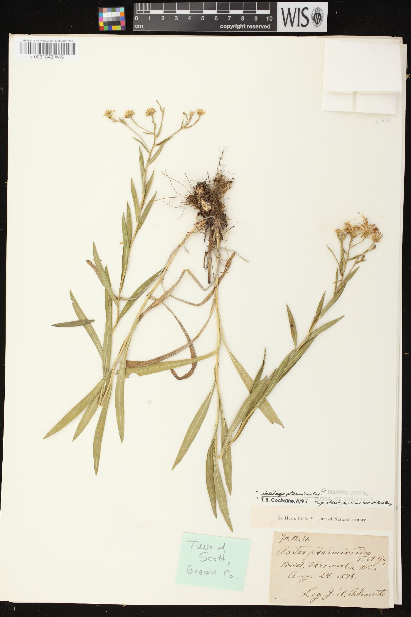 Solidago ptarmicoides image