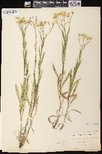 Solidago ptarmicoides image