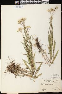 Solidago ptarmicoides image