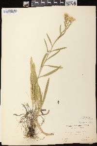 Solidago ptarmicoides image