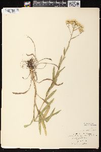 Solidago ptarmicoides image