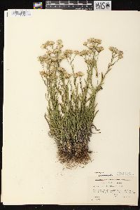 Solidago ptarmicoides image